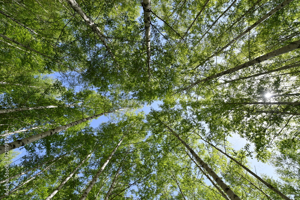 Fototapeta premium Scenery of a birch forest in Wondae-ri, Inje-gun, Korea, summer