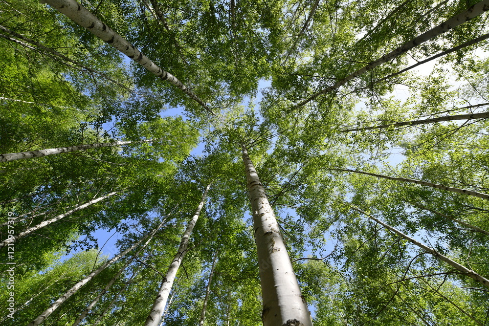 Fototapeta premium Scenery of a birch forest in Wondae-ri, Inje-gun, Korea, summer