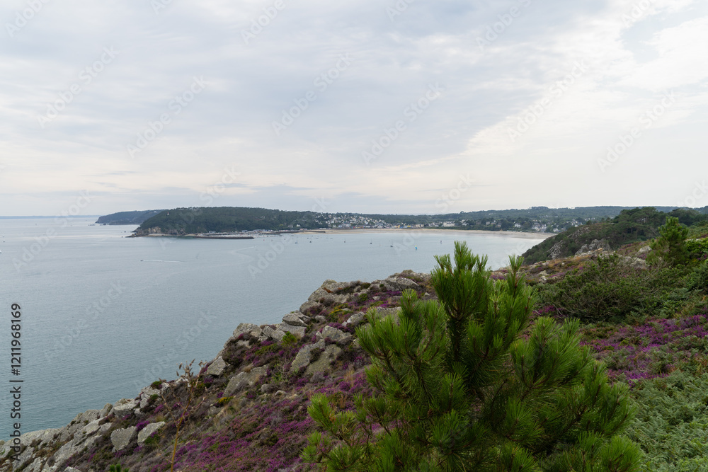 Fototapeta premium Vue panoramique de la baie de Morgat, présqu'île de Crozon, sous un ciel d'été couvert. La bruyère en fleurs se mêle aux roches, avec un pin maritime en arrière-plan.
