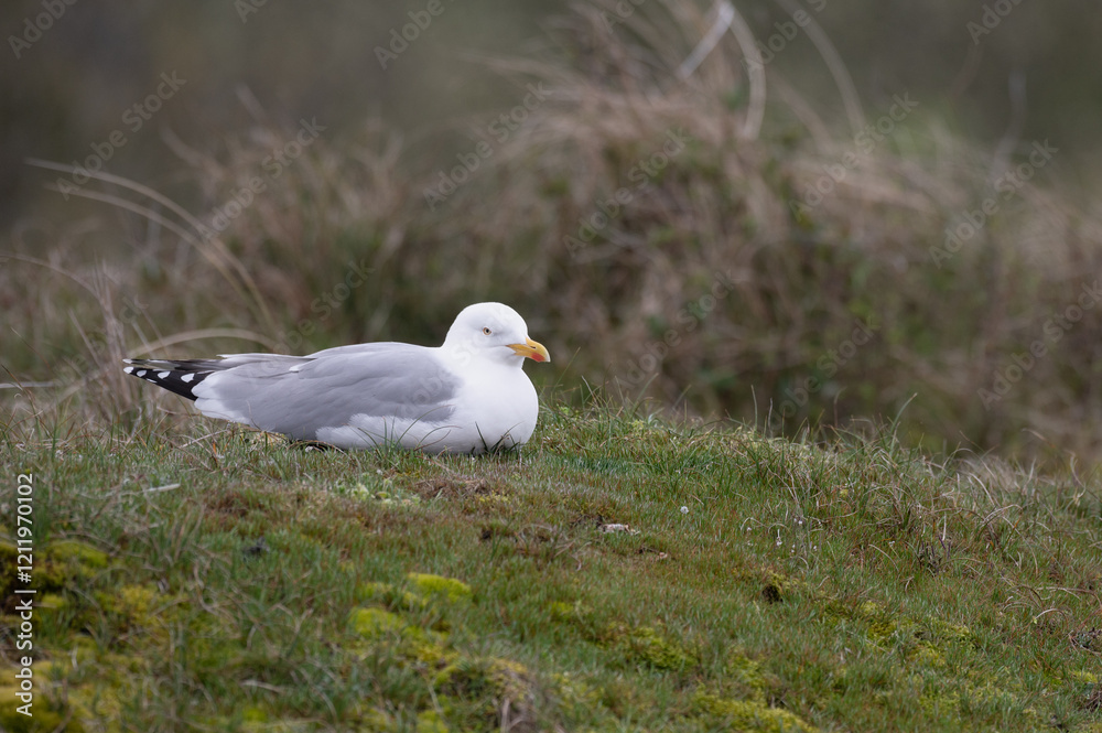 Larus argentatus - European herring gull - Goéland argenté Larus argentatus - European herring gull - Goéland argenté