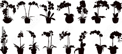 silhouette orchid flowers collection, vector