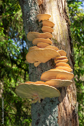 Baumpilz an einem abgestorbenen Baumstamm,  photo