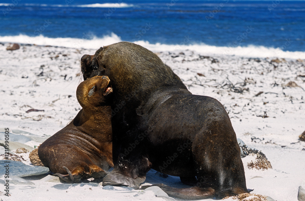 Fototapeta premium Lion de mer, femelle, mâle, Otaria flavescens, Iles Falkland, Malouines
