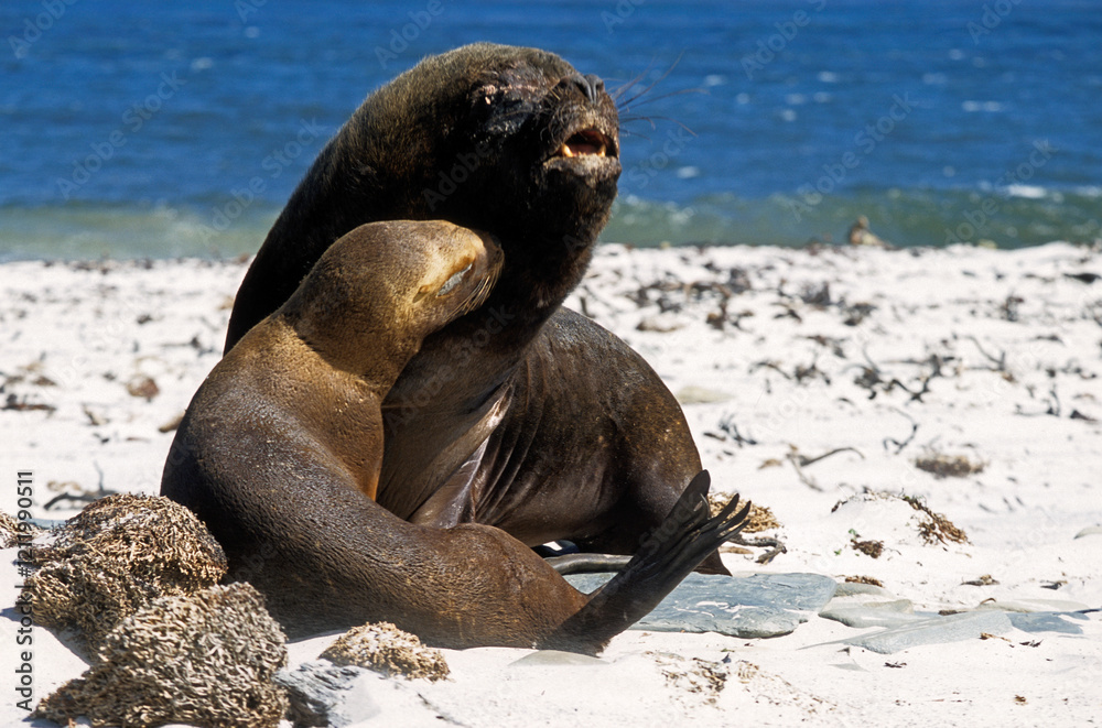Fototapeta premium Lion de mer, femelle, mâle, Otaria flavescens, Iles Falkland, Malouines