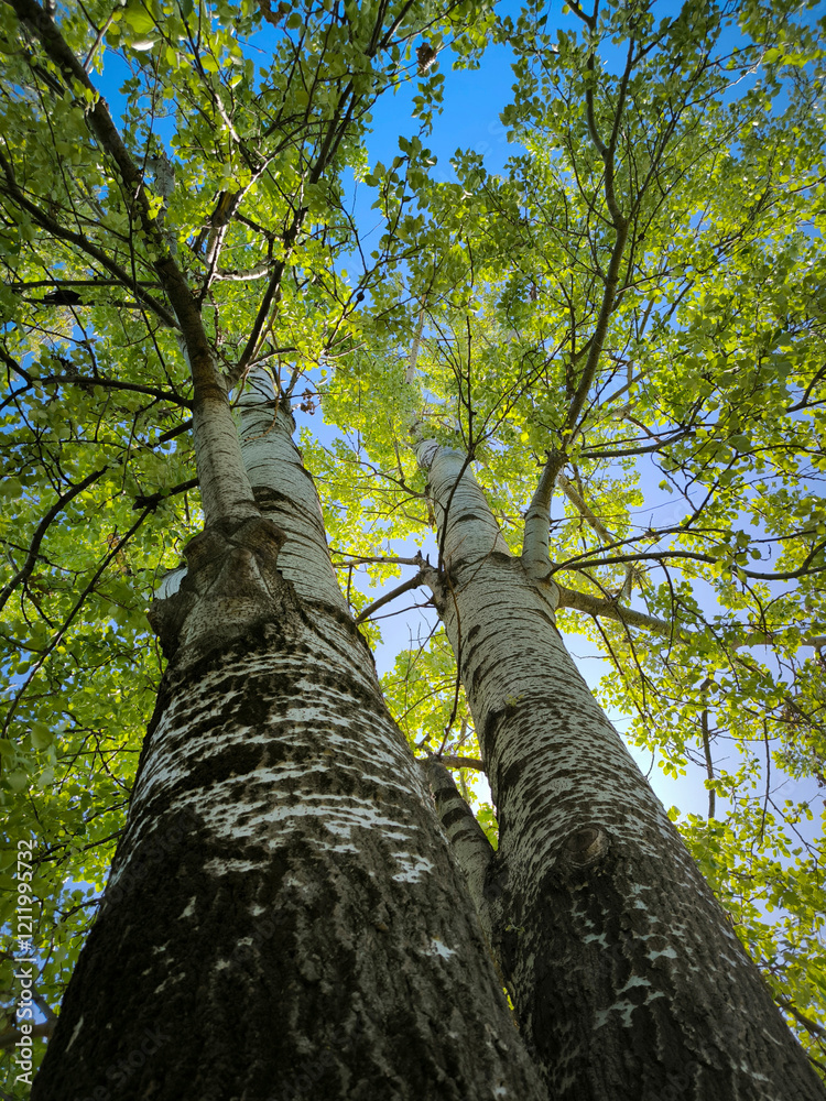 Fototapeta premium silver poplar tree in the spring