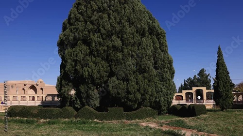 Zoroastrian cypress Sarv 4500 years old, in the province of Yazd. Iran. The second oldest tree in the world. The Sarve-e-Abarkouh cypress, also known as the Zoroastrian tree, the oldest tree in Iran photo