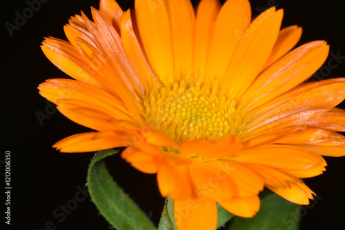 Ringelblume, Calendula officinalis