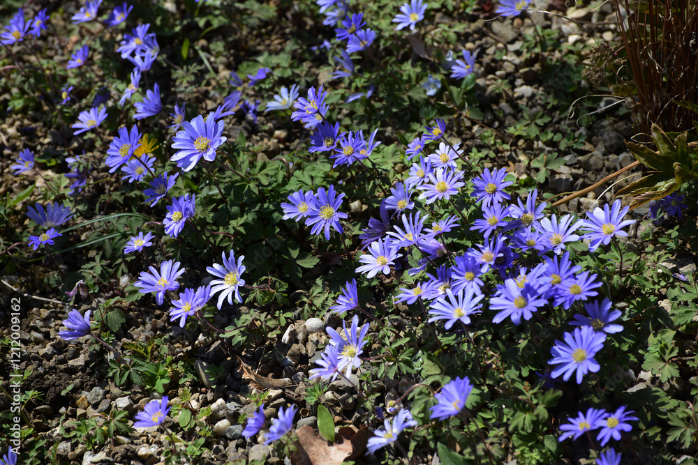 Obraz premium Blühende Apennin-Windröschen, Anemone apennina