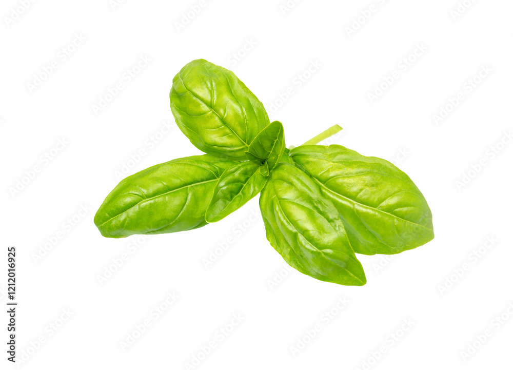 Basil leaf, close up. Basil herb Basil leaf, close up. Basil herb