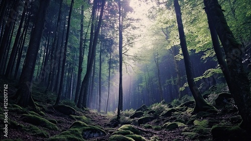 Sunbeams in misty forest path, nature background, tranquil scene, peaceful landscape, website header photo