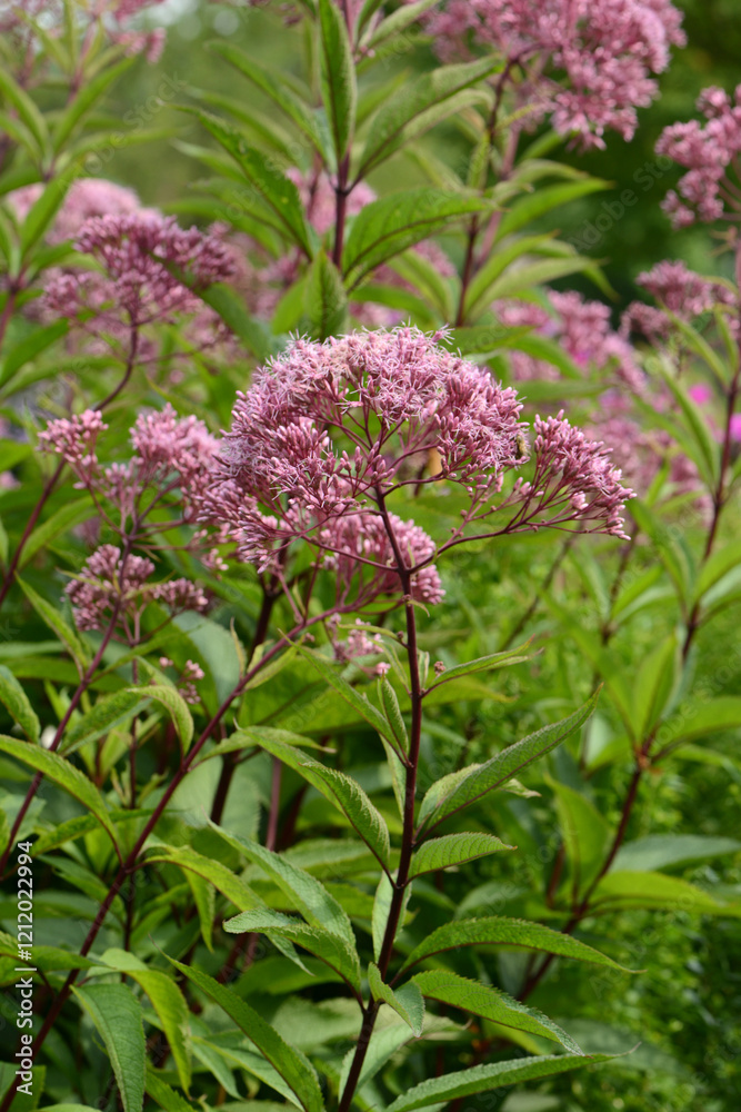 Gefleckter Wasserdost, Eupatorium maculatum Gefleckter Wasserdost, Eupatorium maculatum