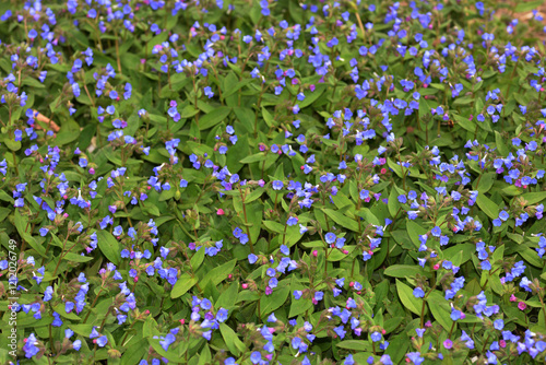 Enzian-Lungenkraut, Pulmonaria dacica,  Azurea photo