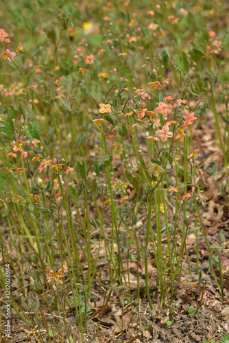 Elfenblume, Bastard , Epimedium X warleyense, Organgenkönigin photo