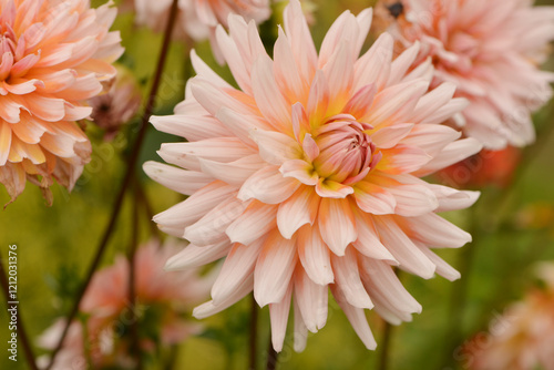 Dahlie, Kaktus-Dahlie, Dahlia Gold Crown, Okapi Sunset photo