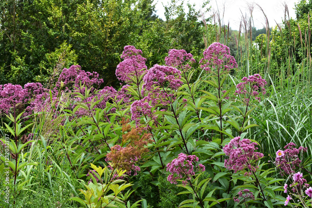 Obraz premium Gefleckter Wasserdost, Eupatorium maculatum