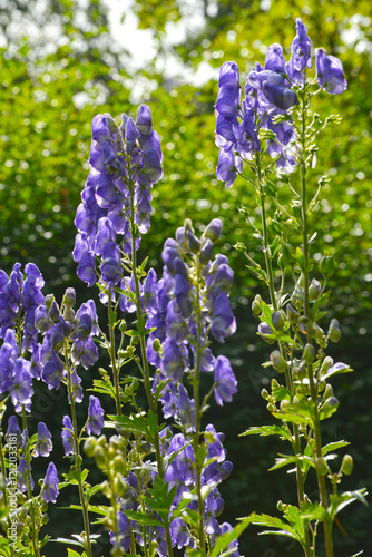 Eisenhut, Herbst,  Aconitum carmichaelii, Spätlese photo