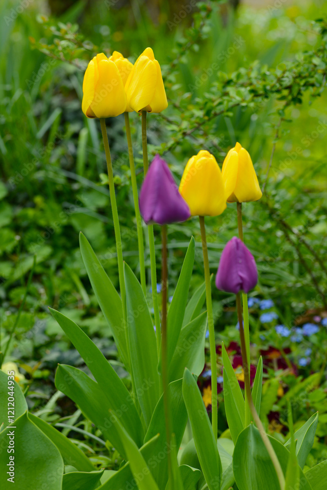 Tulpen, Tulipa spp., Darwin-Hybride, (Golden apeldoorn) Tulpen, Tulipa spp., Darwin-Hybride, (Golden apeldoorn)