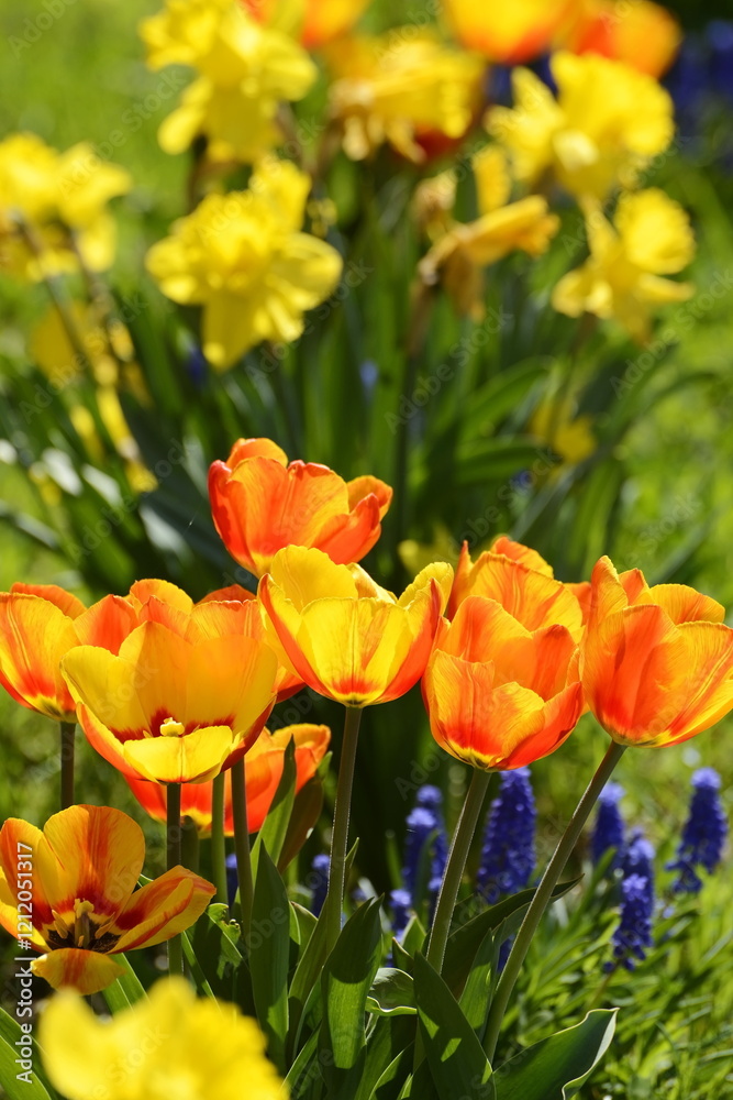 Tulpen, Tulipa spp., Narzissen, Narcissus, Traubenhyazinten, Frühling, Frühlingsblumen Tulpen, Tulipa spp., Narzissen, Narcissus, Traubenhyazinten, Frühling, Frühlingsblumen