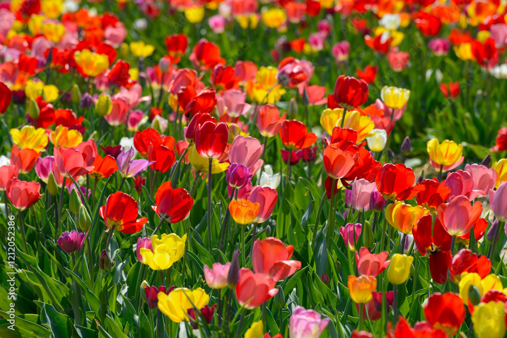 Fototapeta premium Tulpen, Triumph-Tulpen, Tulpenmischung, Frühling, Frühlingsblumen