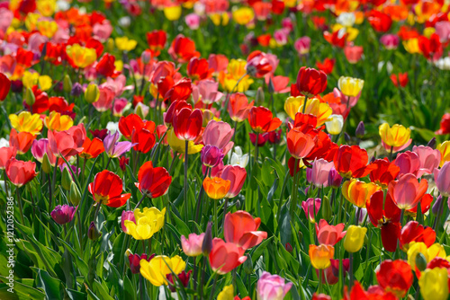 Tulpen, Triumph-Tulpen, Tulpenmischung, Frühling, Frühlingsblumen photo