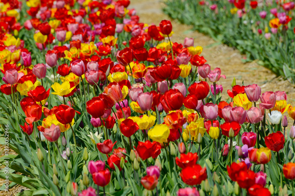 Tulpen, Tulipa spp. Tulpenmischung, Frühling, Frühlingsblumen Tulpen, Tulipa spp. Tulpenmischung, Frühling, Frühlingsblumen