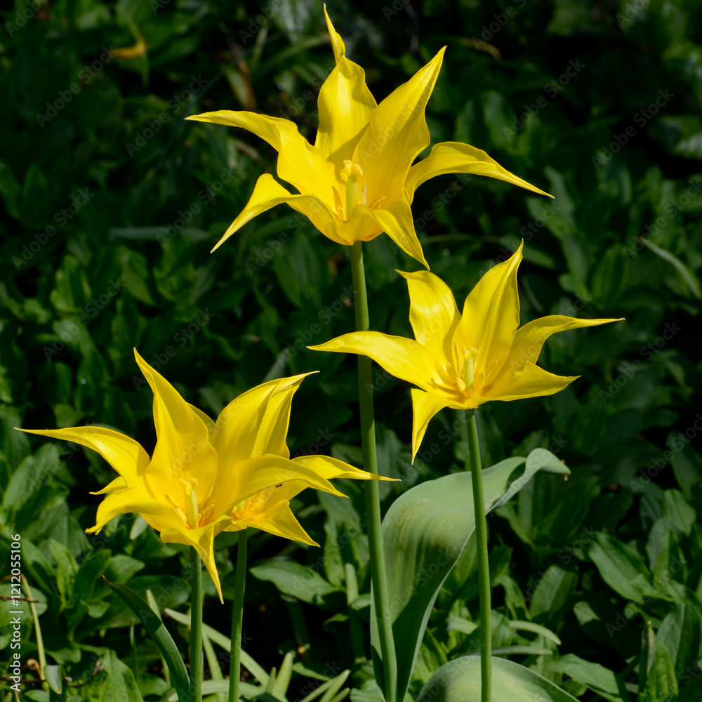 Tulpen, Tulipa spp.,  Lilienblütige Tulpen, Frühling, Frühlingsblumen