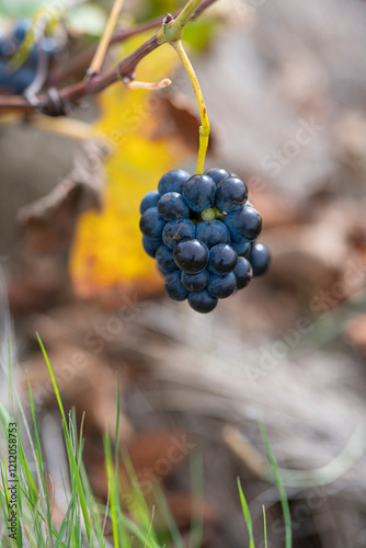 A striking image of a single bunch of grapes elegantly displayed against a backdrop of soft green grass, symbolizing the beauty of nature and vineyard tranquility in La Rioja Spain photo