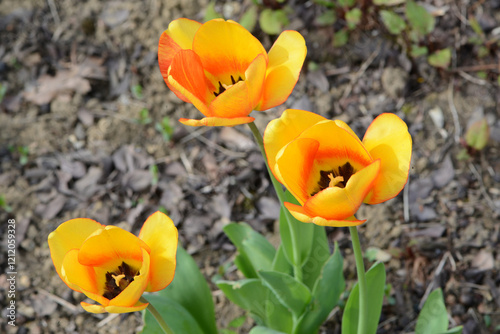 Tulpen, Tulipa spp., Darwin-Hybrid, Frühling, Frühlingsblumen photo