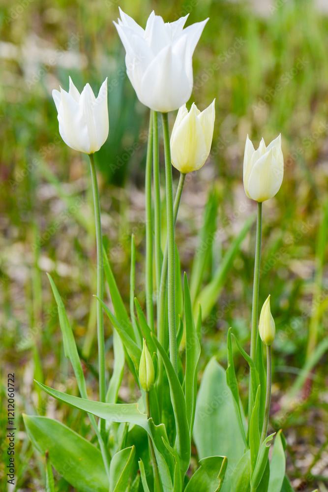 Tulpen, Lilienblütige Tulpen, Tulipa spp. Tulipa, Frühling, Frühlingsblumen Tulpen, Lilienblütige Tulpen, Tulipa spp. Tulipa, Frühling, Frühlingsblumen