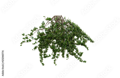 green grass border, green ivy plant on a wall transparent background.