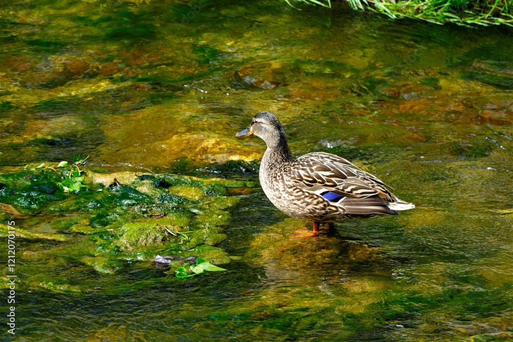 Fototapeta premium Cute duck standing in creek in green nature