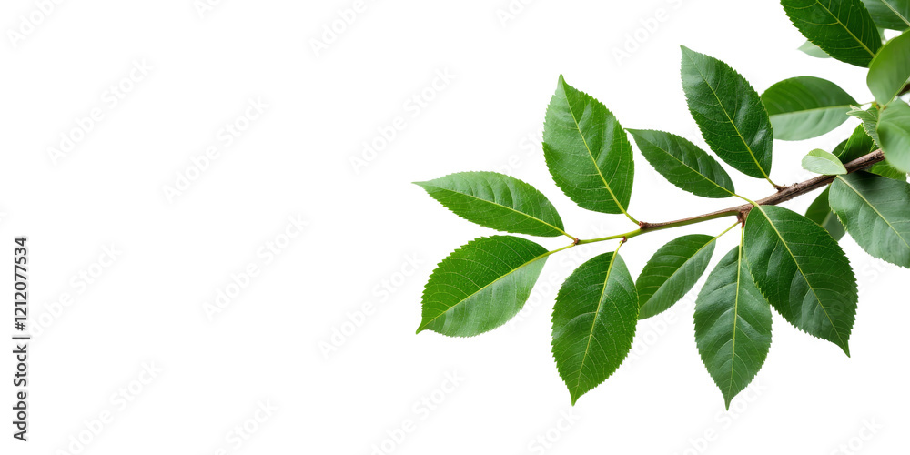 Green leaves and branch on transparent background Green leaves and branch on transparent background