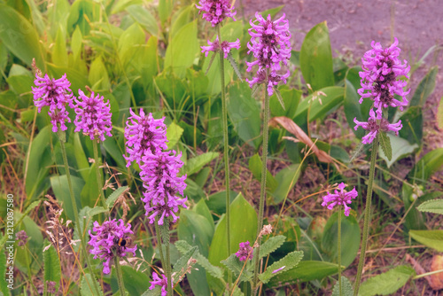 Betonica officinalis is cultivated as an ornamental plant. Nature floral background. Violet flowers in meadow. Honey-bearing and essential oil plant. photo