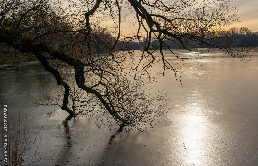 Willow tree frozen on a lake in ice in a winter evening mood landscape scenery Willow tree frozen on a lake in ice in a winter evening mood landscape scenery