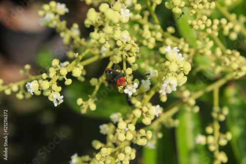 green flies that land on longan flowers photo