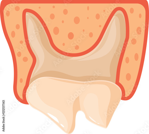 Medical illustration showing a healthy tooth growing from gums, useful for dental and medical educational materials