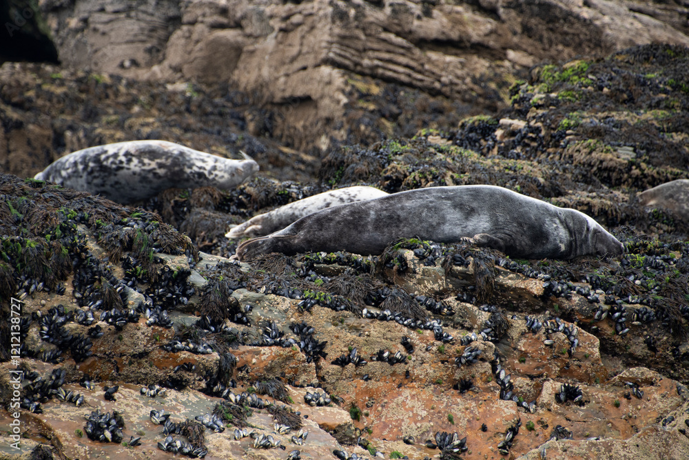 An Atlantic Grey Seal colony lounging on the rocks of Seal Island, off the Cornish coast near St Ives An Atlantic Grey Seal colony lounging on the rocks of Seal Island, off the Cornish coast near St Ives