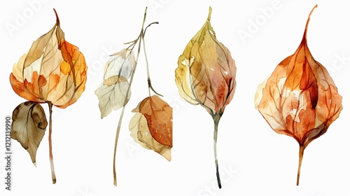 Elegant Watercolor Floral Illustration with Dried Flowers for Creative Designs photo