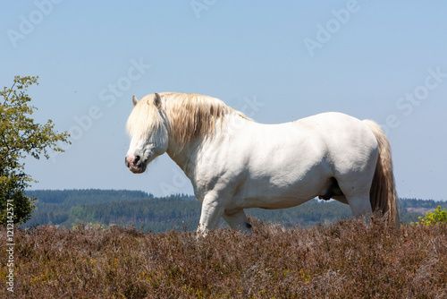 Billede på lærred White Boulonnais Draught Horse stallion in mountain paddock, side view on skylin