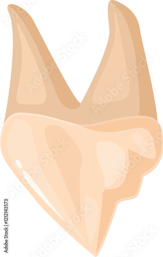 Lower first molar anatomy, showing two roots and five cusps, educational dental illustration