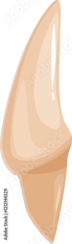 Educational illustration of a canine tooth highlighting its internal structure, including enamel, dentin, pulp, and cementum