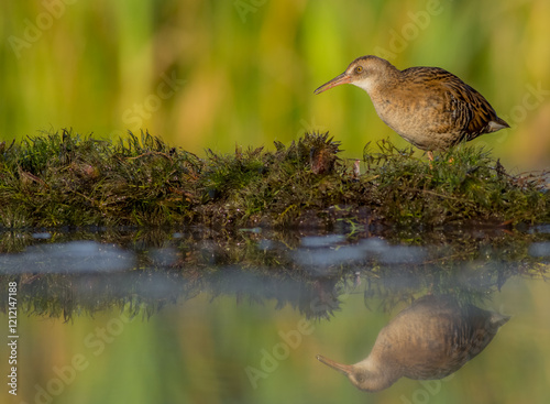 Water Rail - juvenile bird at a wetland photo