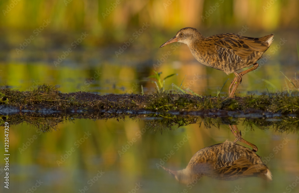Fototapeta premium Water Rail - juvenile bird at a wetland