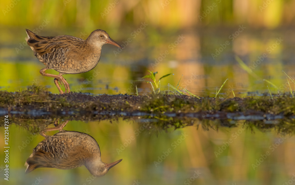 Fototapeta premium Water Rail - juvenile bird at a wetland