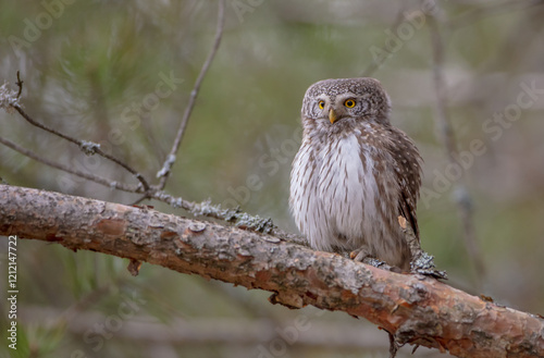 Photography Eurasian Pigmy Owl in a fir grove in spring
