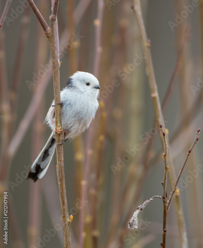 Long-tailed Tit in the forest on early spring