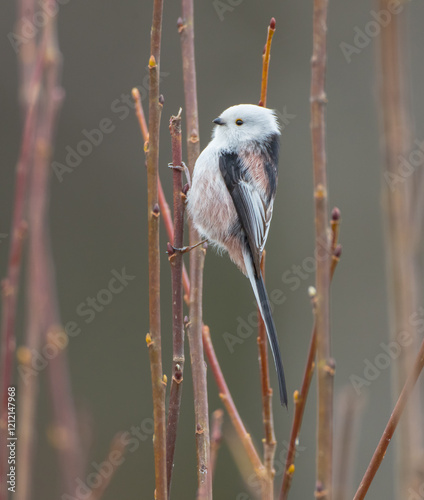 Long-tailed Tit in the forest on early spring
