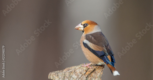 Slika na platnu The hawfinch - male in autumn at a wet forest
