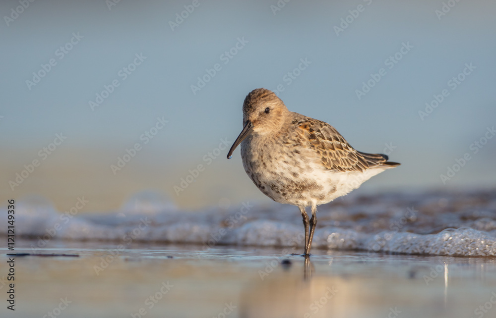 Dunlin - at a seashore on the autumn migration way Dunlin - at a seashore on the autumn migration way