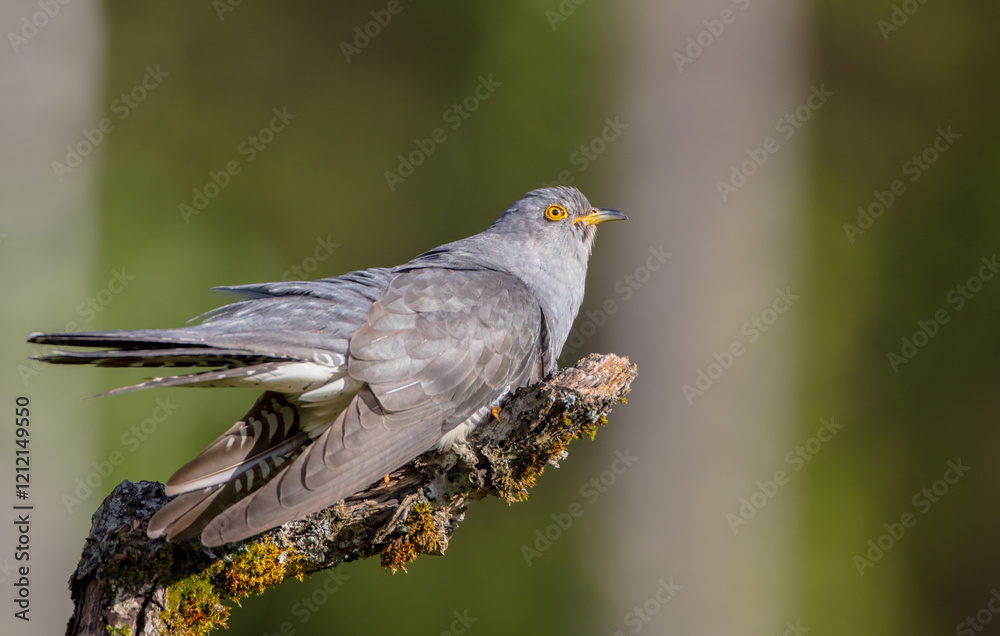 Common cuckoo - in spring at a wet forest Common cuckoo - in spring at a wet forest